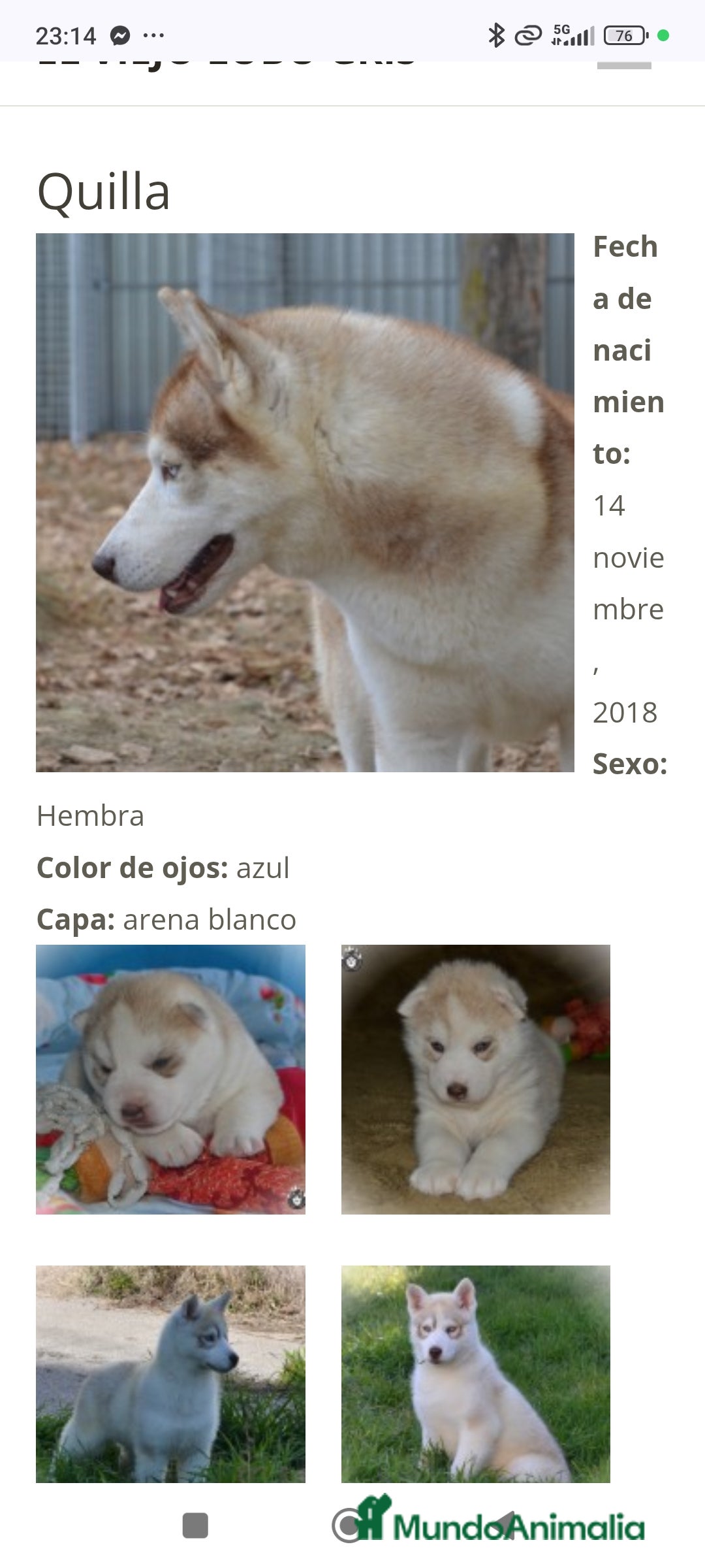 Husky Siberiano perros en venta: Camada husky siberiano  - Imagen 6