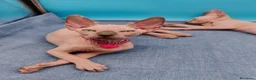 Sphynx gatos en venta: Preciosa camada ojos azules  - Anuncio 9