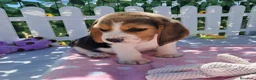 Beagle perros en venta: Bebés Beagles (machos) - Anuncio 3