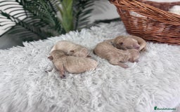Maltipoo perros en venta: MALTIPOO MACHOS - Imagen 15