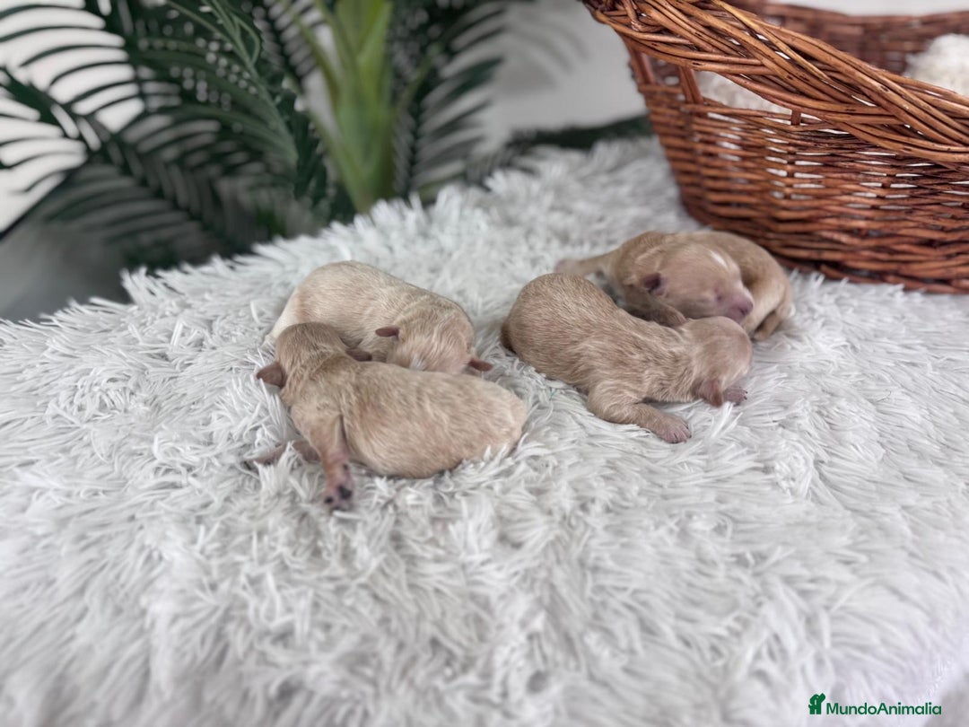 Maltipoo perros en venta: MALTIPOO MACHOS - Imagen 15