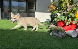 Husky Siberiano perros en venta: HUSKY Y LOBO ARTICO - Imagen 13