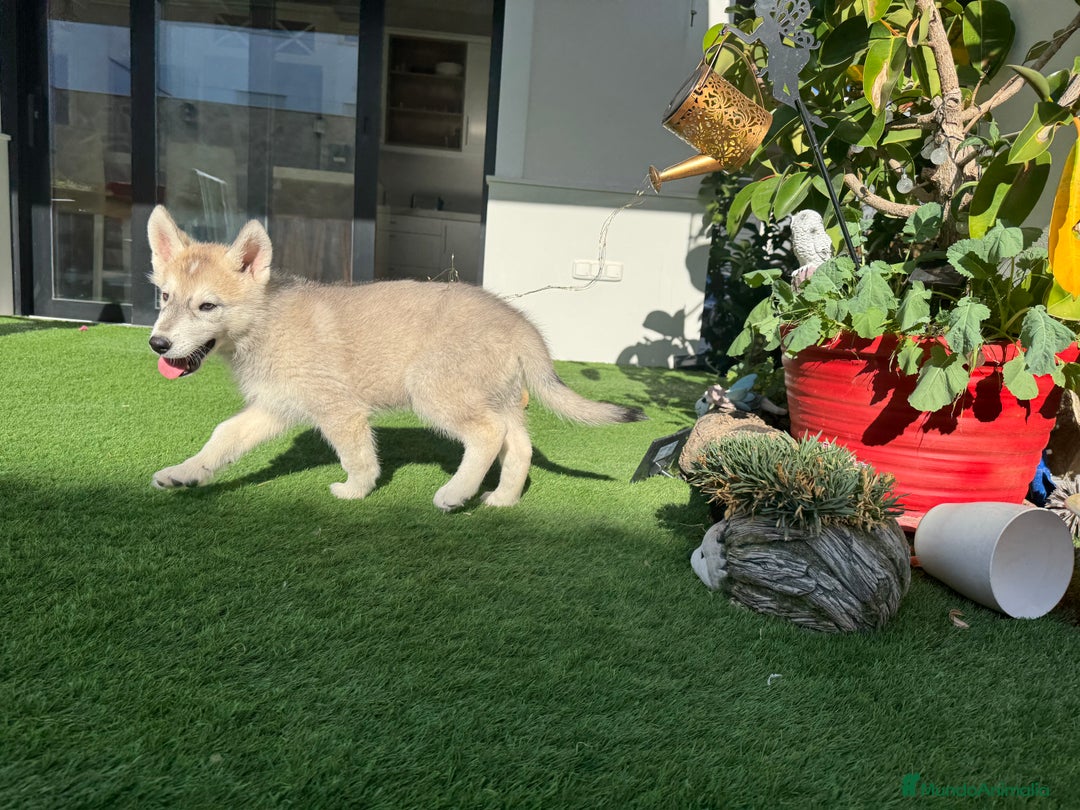 Husky Siberiano perros en venta: HUSKY Y LOBO ARTICO - Imagen 13