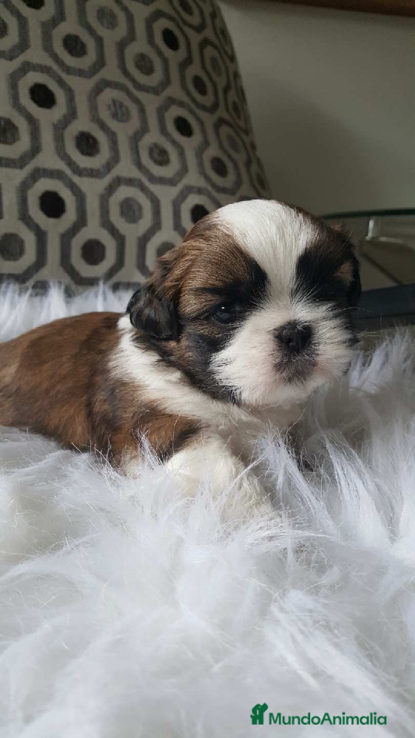 Shih Tzu perros Shih tzu bebé 🐾🪷 - Anuncio 1