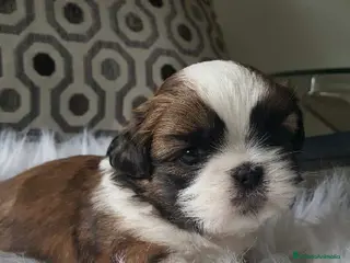 Shih Tzu perros Shih tzu bebé 🐾🪷 - Anuncio 1