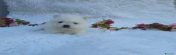 Pomerania perros en venta: PRECIOSO CACHORITO DE POMERANIA TOY    - Anuncio 5