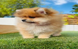 Pomerania perros en venta: POMERANIA MACHO - Imagen 15