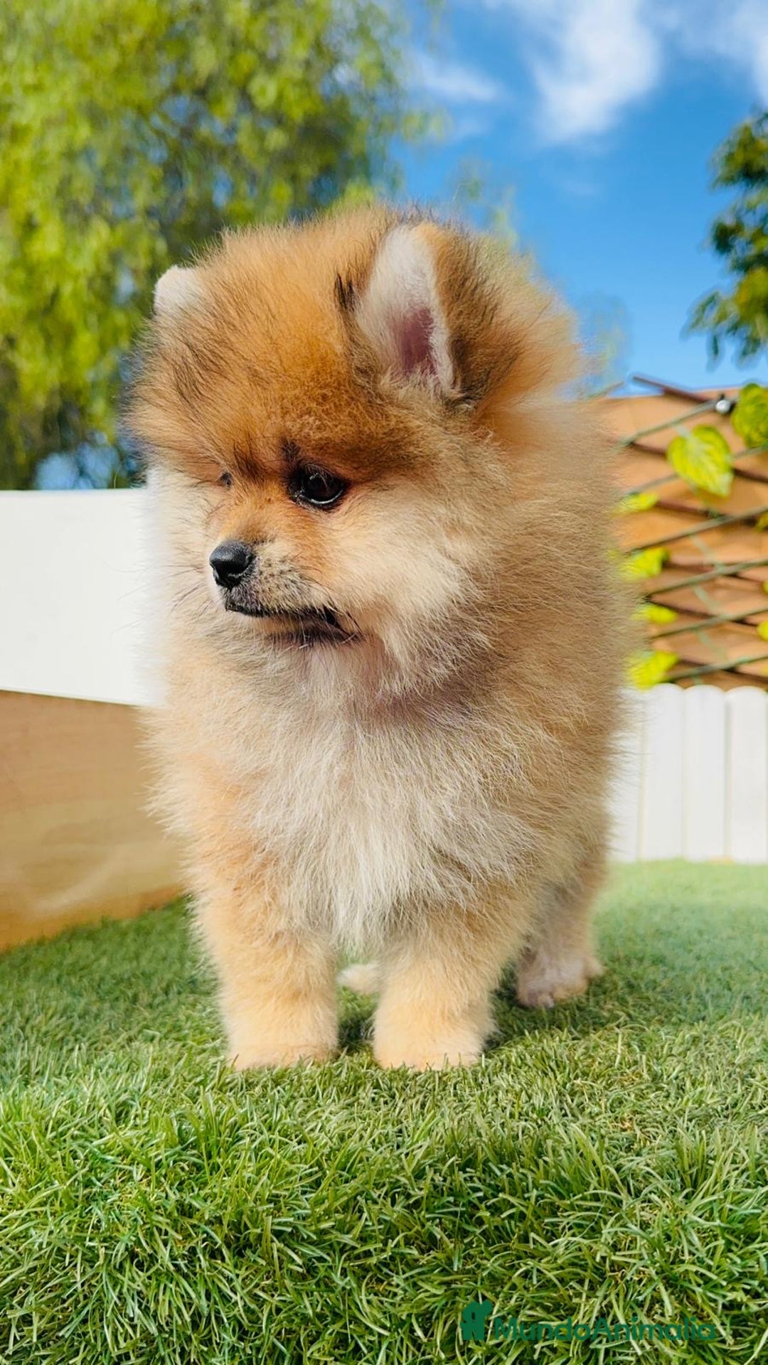 Pomerania perros en venta: POMERANIA MACHO - Imagen 15