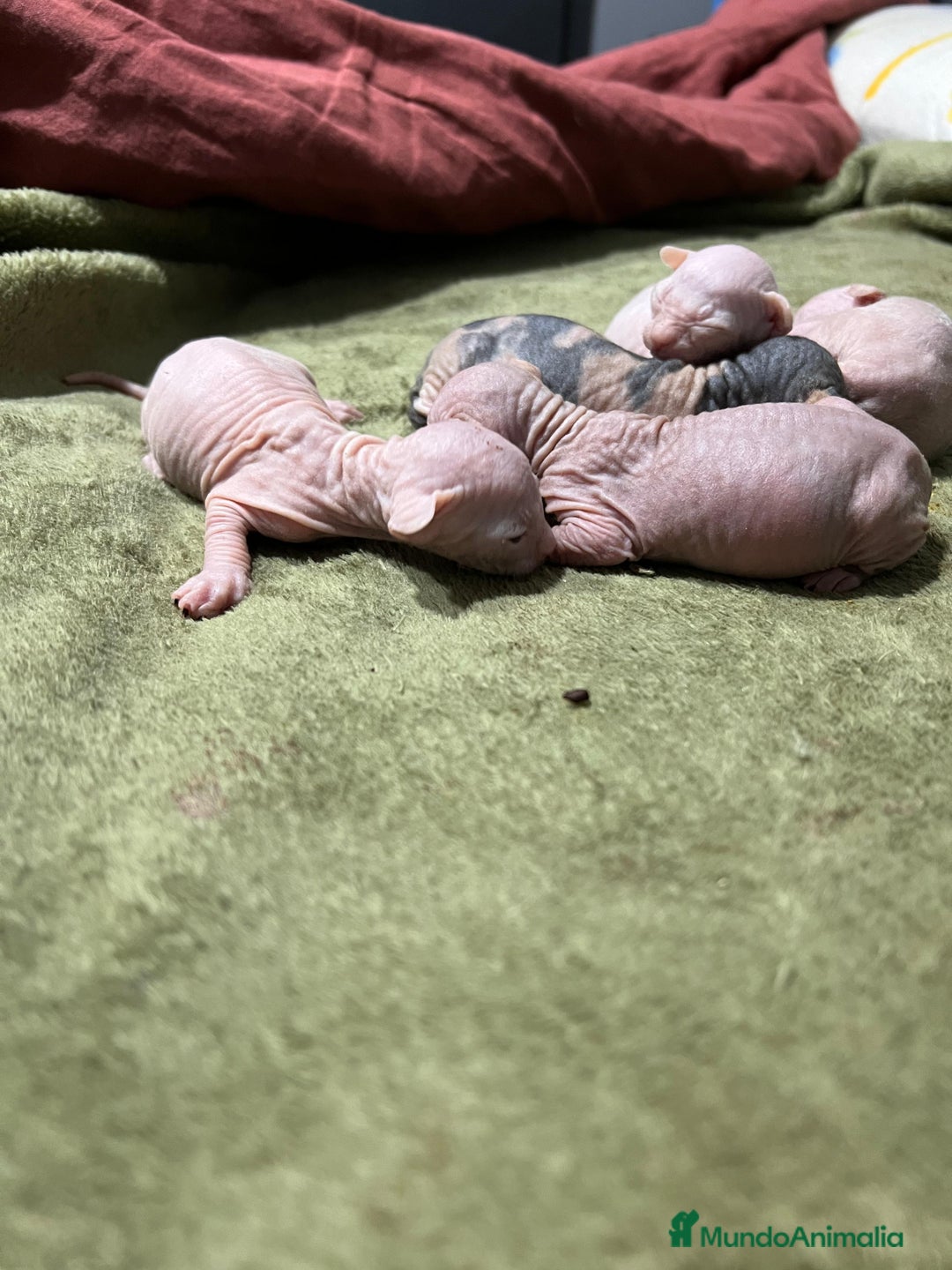 Sphynx gatos en venta: Preciosa cameda de ephynx - Anuncio 11