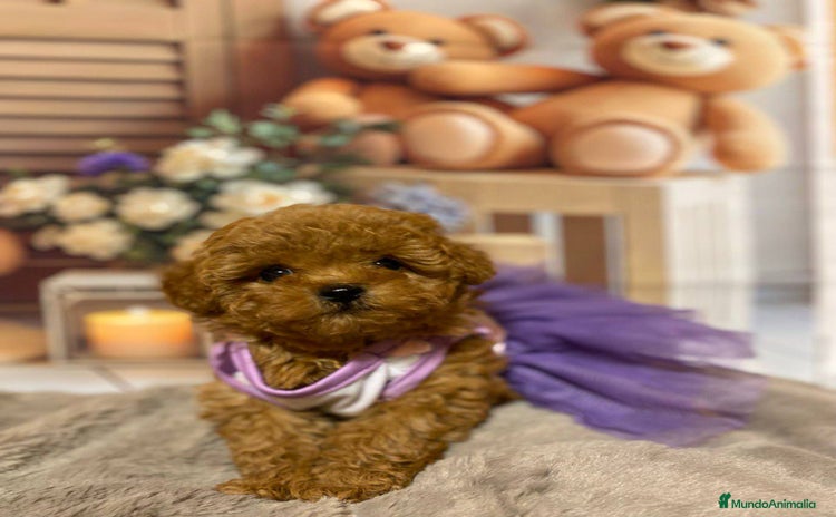 Caniche Toy perros - Anuncio 8