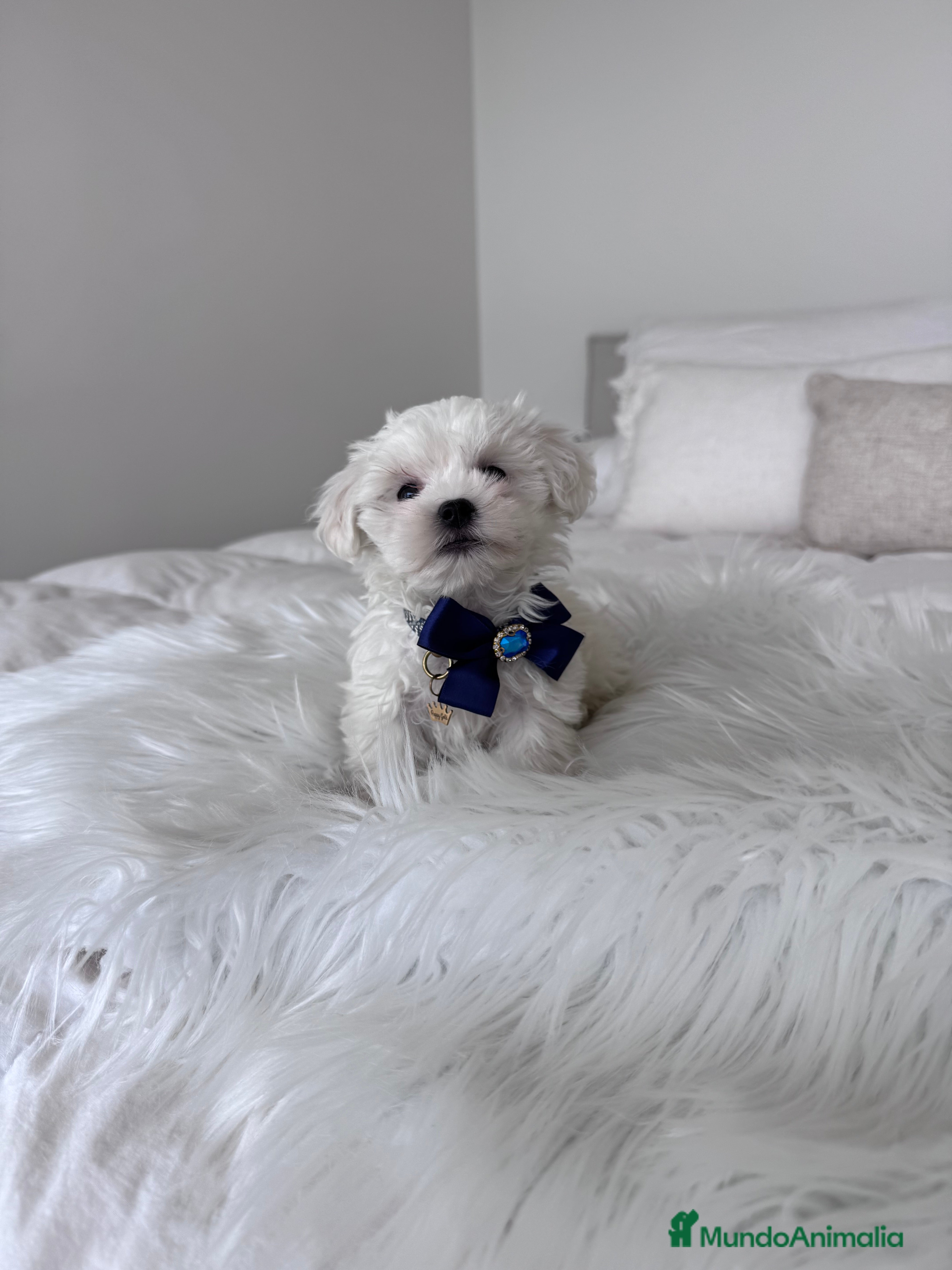 Bichón Maltés perros Bichon maltés macho - Anuncio 1