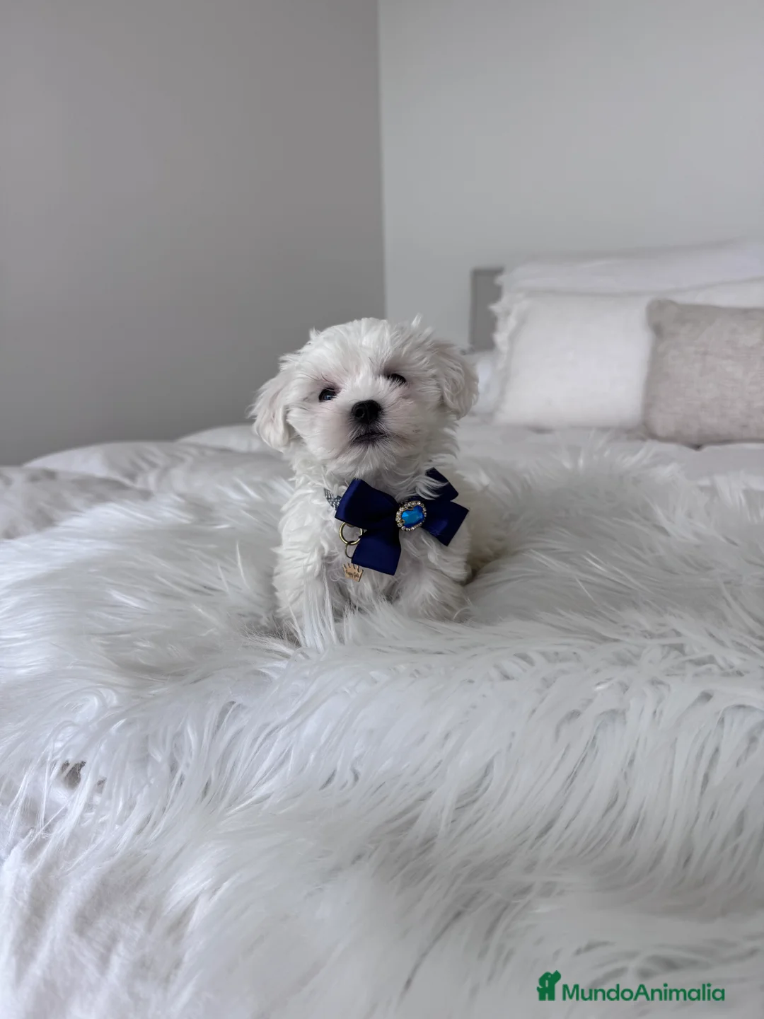 Bichón Maltés perros en venta: Bichon maltés macho - Anuncio 1