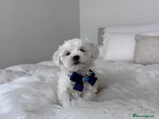 Bichón Maltés perros Bichon maltés macho - Anuncio 1