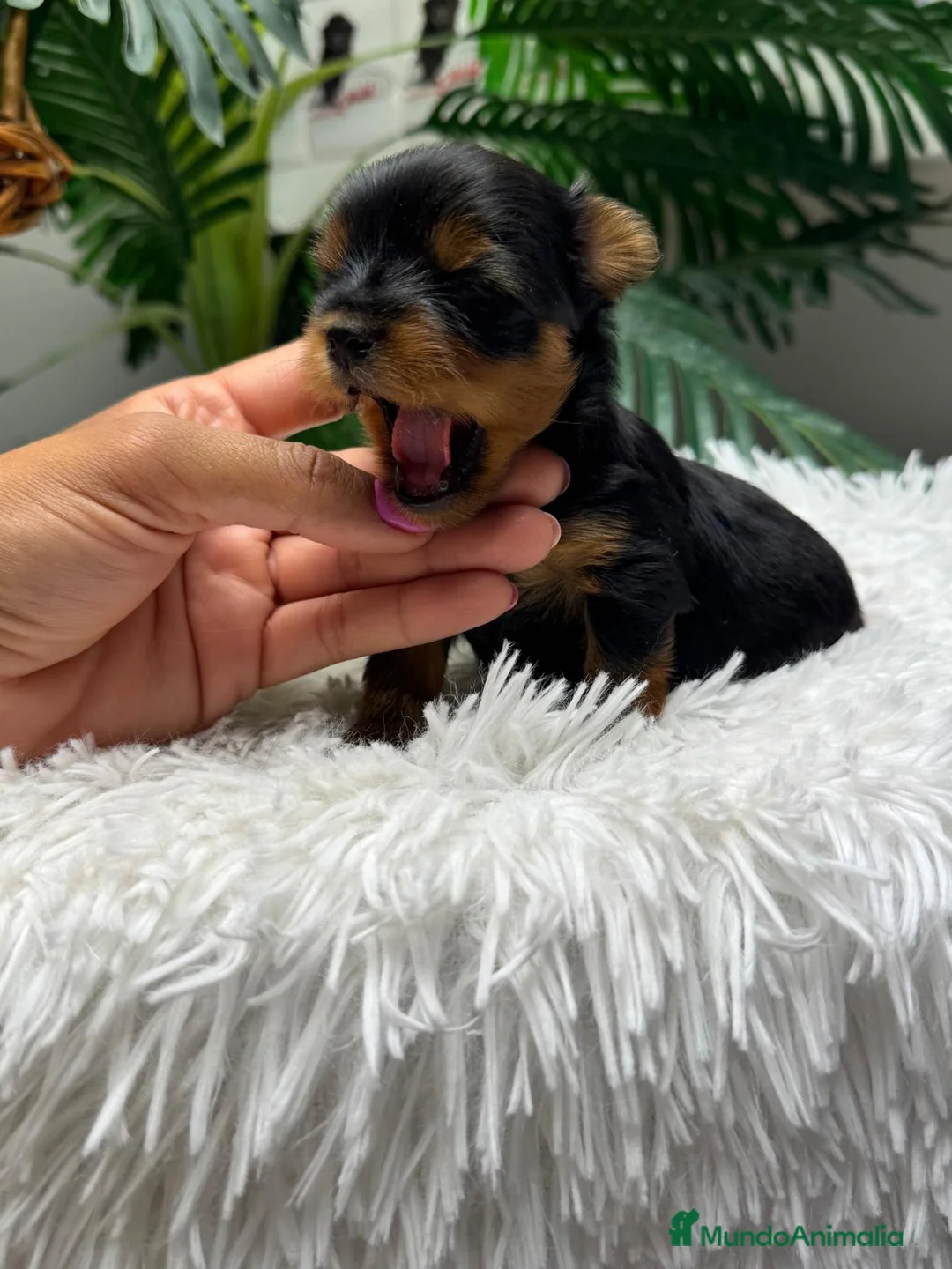 Yorkshire Terrier perros en venta: YORKSHIRE TERRIER - Anuncio 2