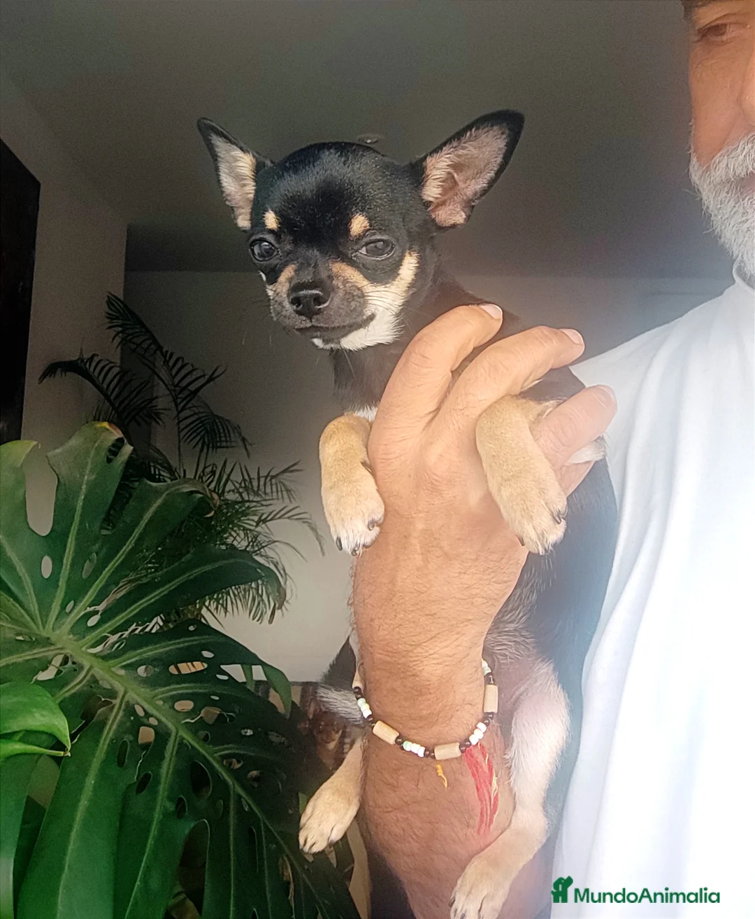 Chihuahua perros en venta: Chihuahua muy bonito - Anuncio 4
