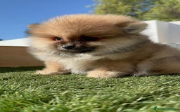 Pomerania perros en venta: POMERANIA HEMBRA - Imagen 1