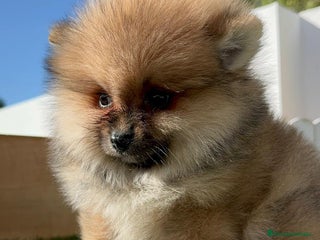 Pomerania perros - Anuncio 4