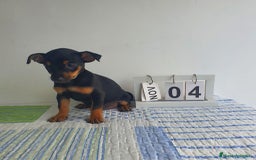 Pinscher Miniatura perros en venta: Pinscher miniatura  - Imagen 2