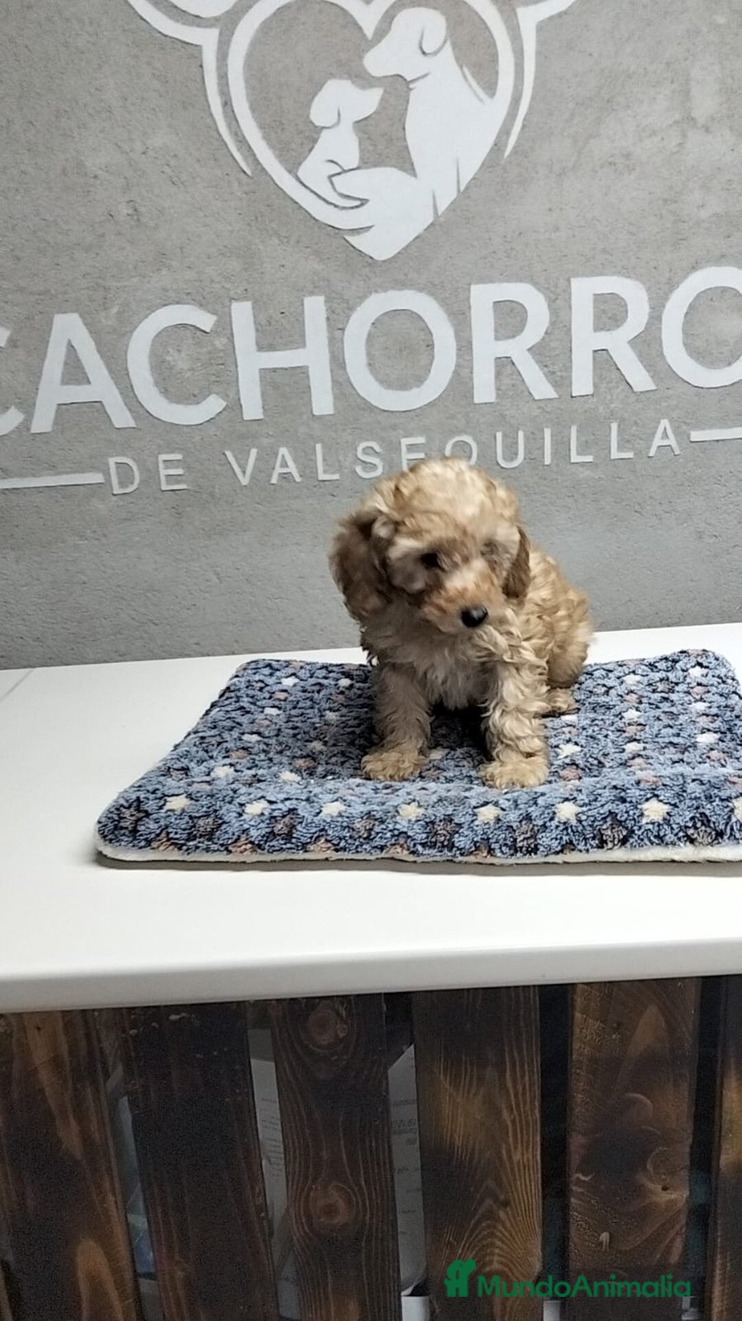 Caniche Toy perros en venta: Dos últimas caniches  - Anuncio 2