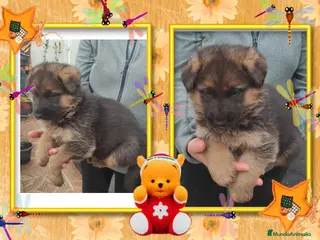 Pastor Alemán perros Pastor aleman, precio real - Anuncio 1