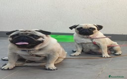 Carlino - Pug perros en venta: Carlino macho - Imagen 1