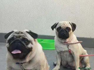 Carlino - Pug perros Carlino macho - Anuncio 3