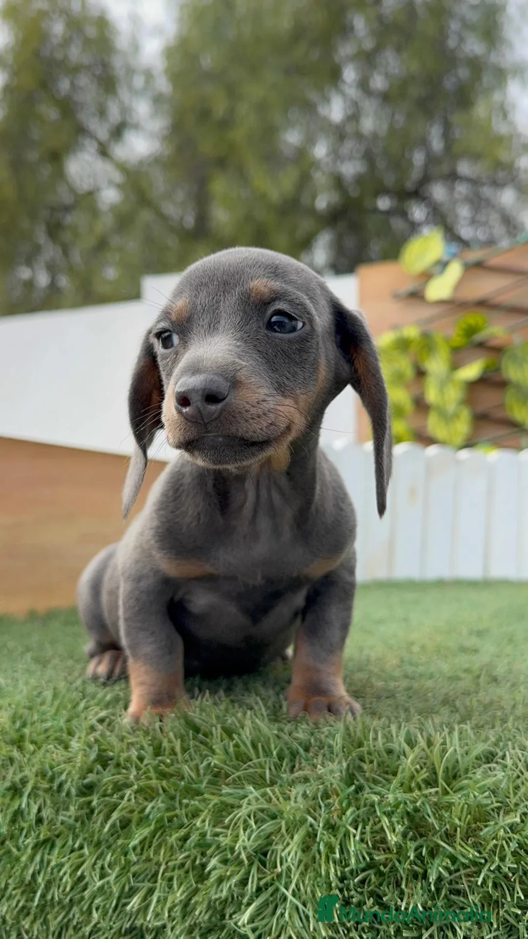 Teckel Miniatura perros en venta: TECKEL MINIATURA BLUE - Anuncio 2