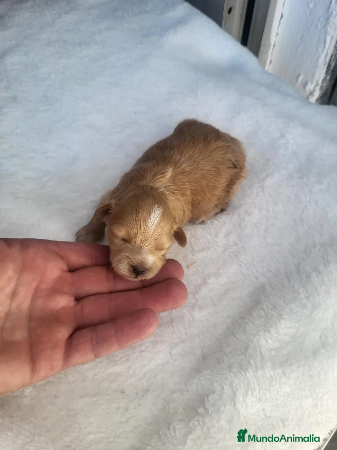 Maltipoo perros en venta: Maltipoo - Anuncio 2