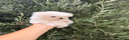 Bichón Maltés perros en venta: Bichon maltés coreano  - Anuncio 4