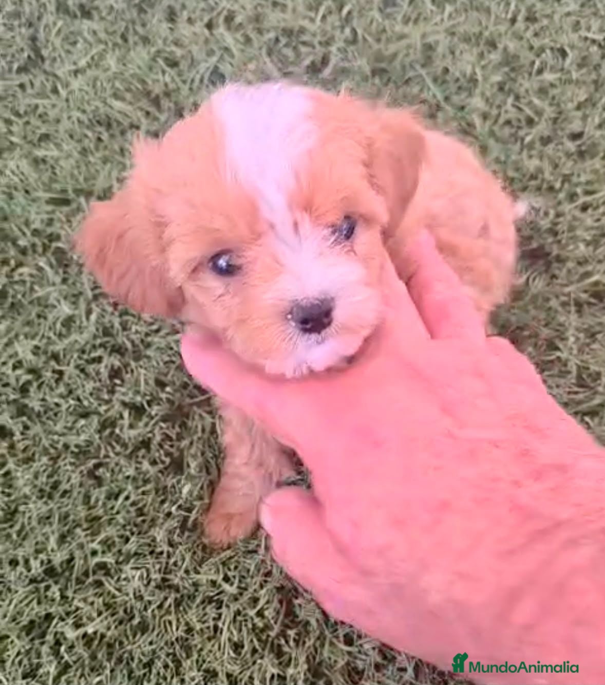 Maltipoo perros MALTIPOO - Anuncio 1