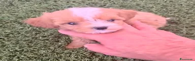 Maltipoo 1