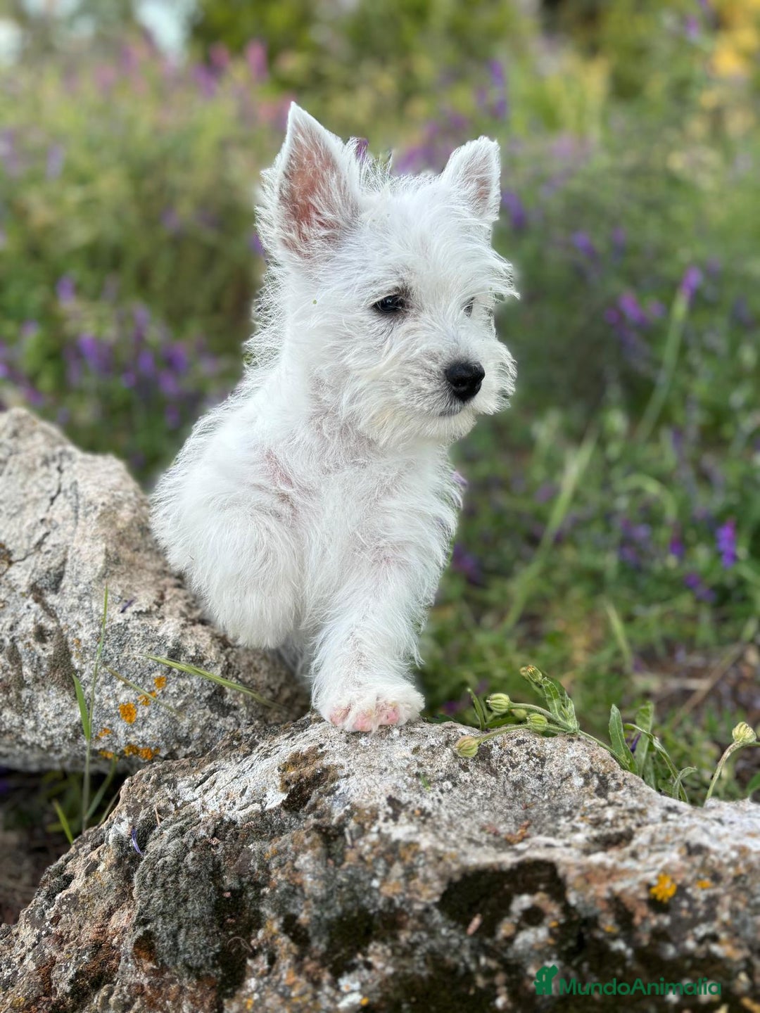 West Highland White Terrier perros en venta: Westys excelentes Ejemplres  - Imagen 2