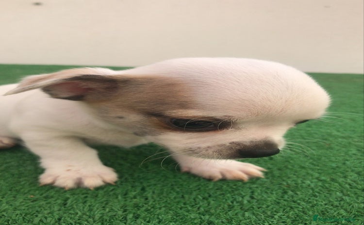 Chihuahua perros - Anuncio 1