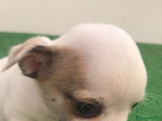 Chihuahua perros - Anuncio 19