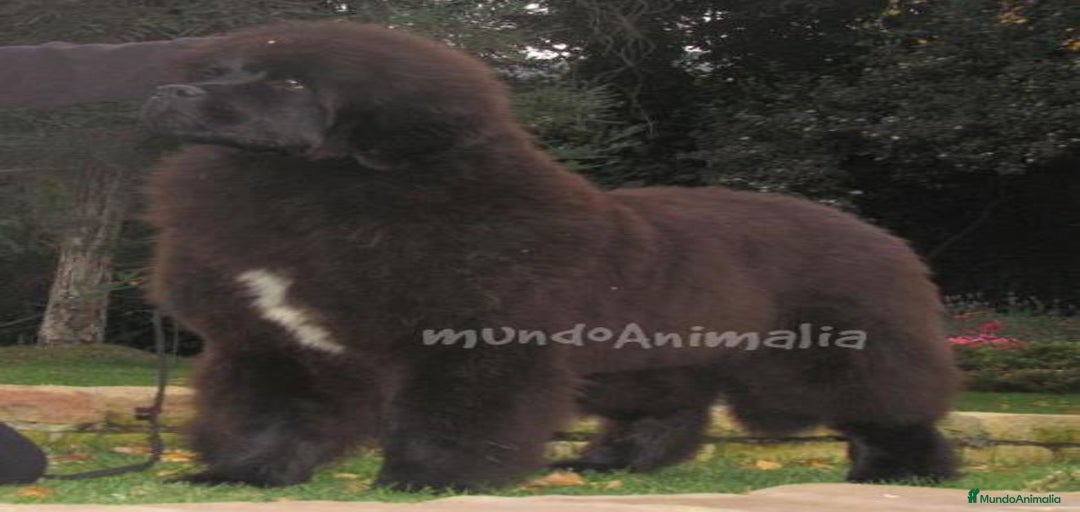 Imagen de galería {{count}}