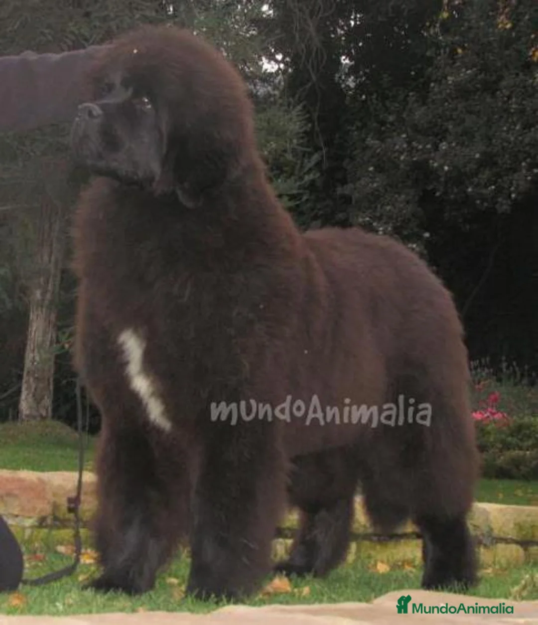 Imagen de galería {{count}}