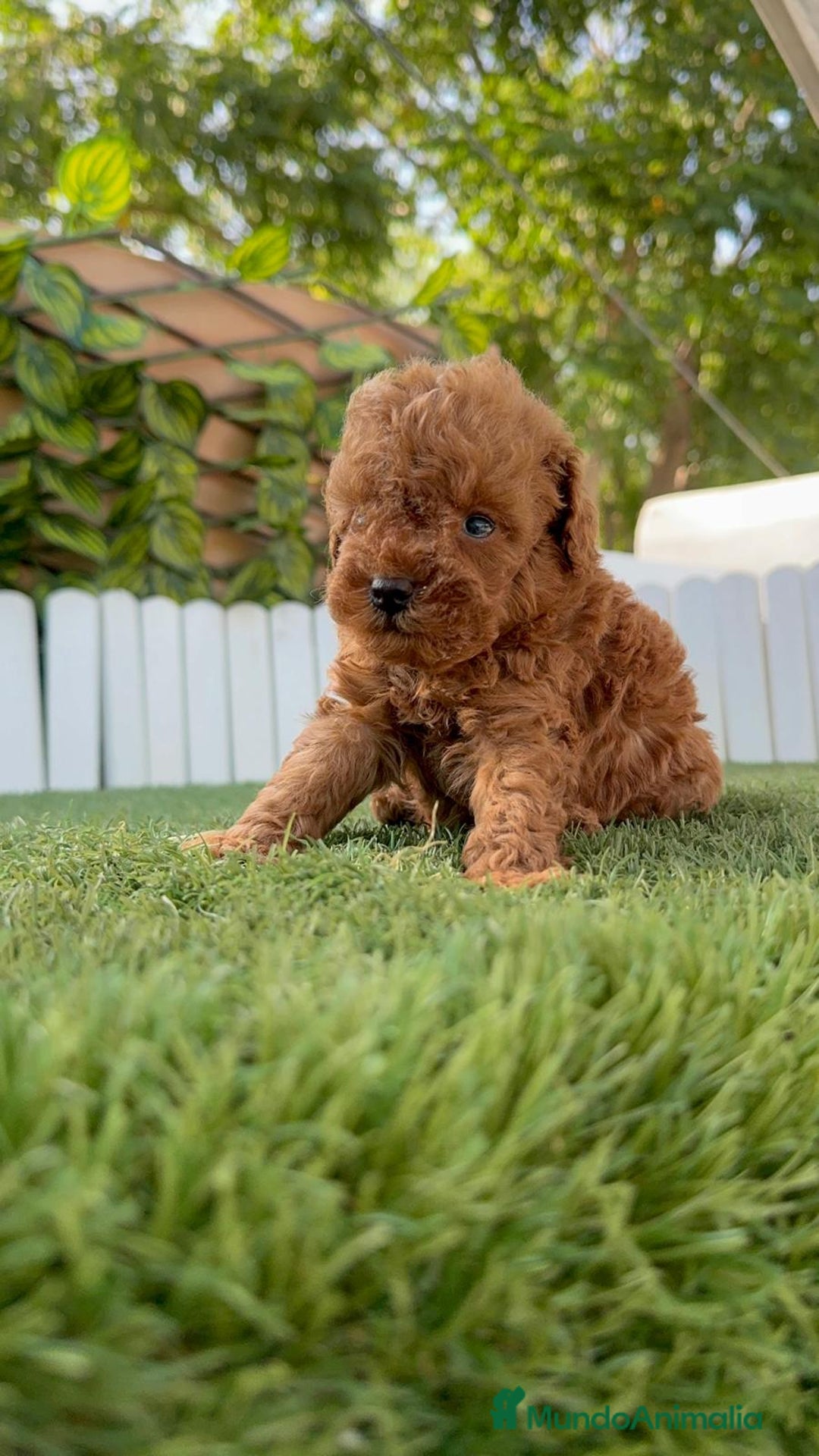 Caniche Toy perros en venta: CANICHE TOY ROJO MACHO - Imagen 17