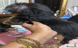 Yorkshire Terrier perros en venta: Yorkshire toy  - Anuncio 6