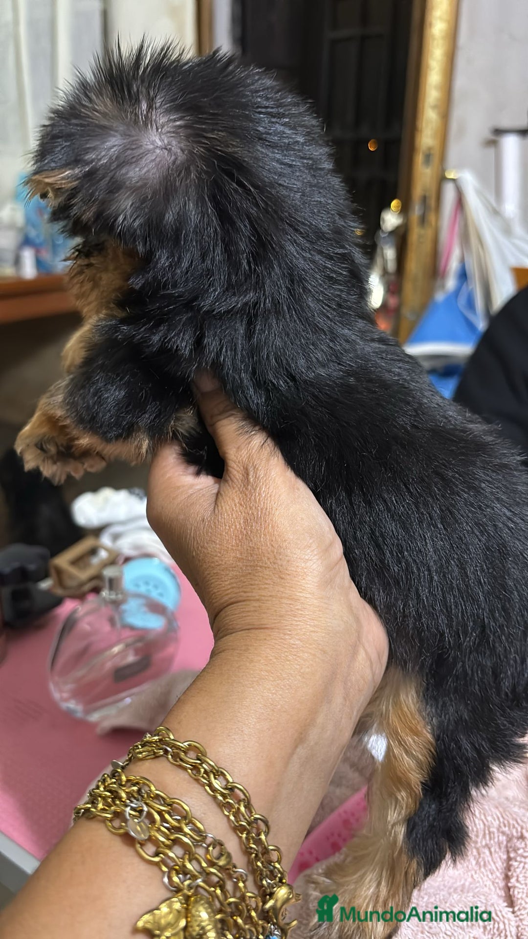 Yorkshire Terrier perros en venta: Yorkshire toy  - Anuncio 6