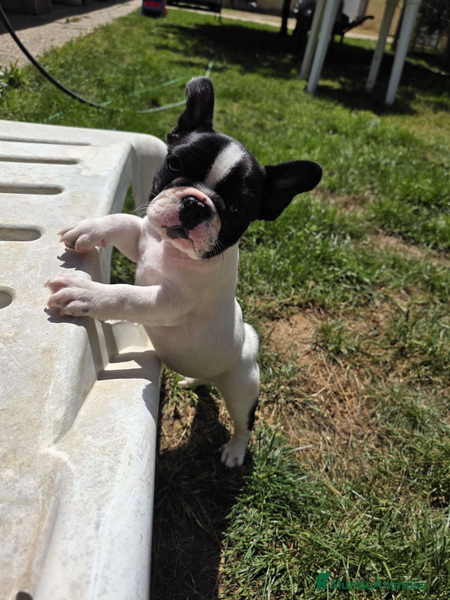 Bulldog Francés perros Bulldog frances - Anuncio 31