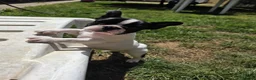 Bulldog Francés perros en venta: Bulldog frances - Anuncio 7