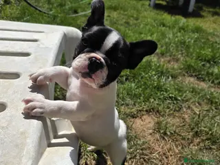 Bulldog Francés perros Bulldog frances - Anuncio 31