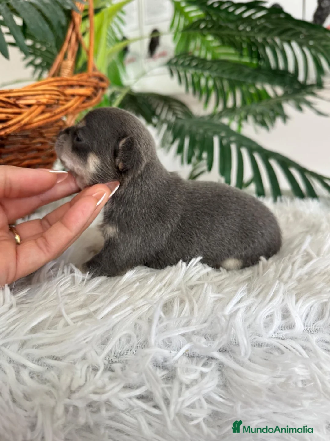 Chihuahua perros en venta: CHIHUAHUA BLUE - Anuncio 3