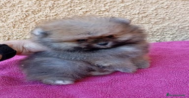 Pomerania perros - Anuncio 12