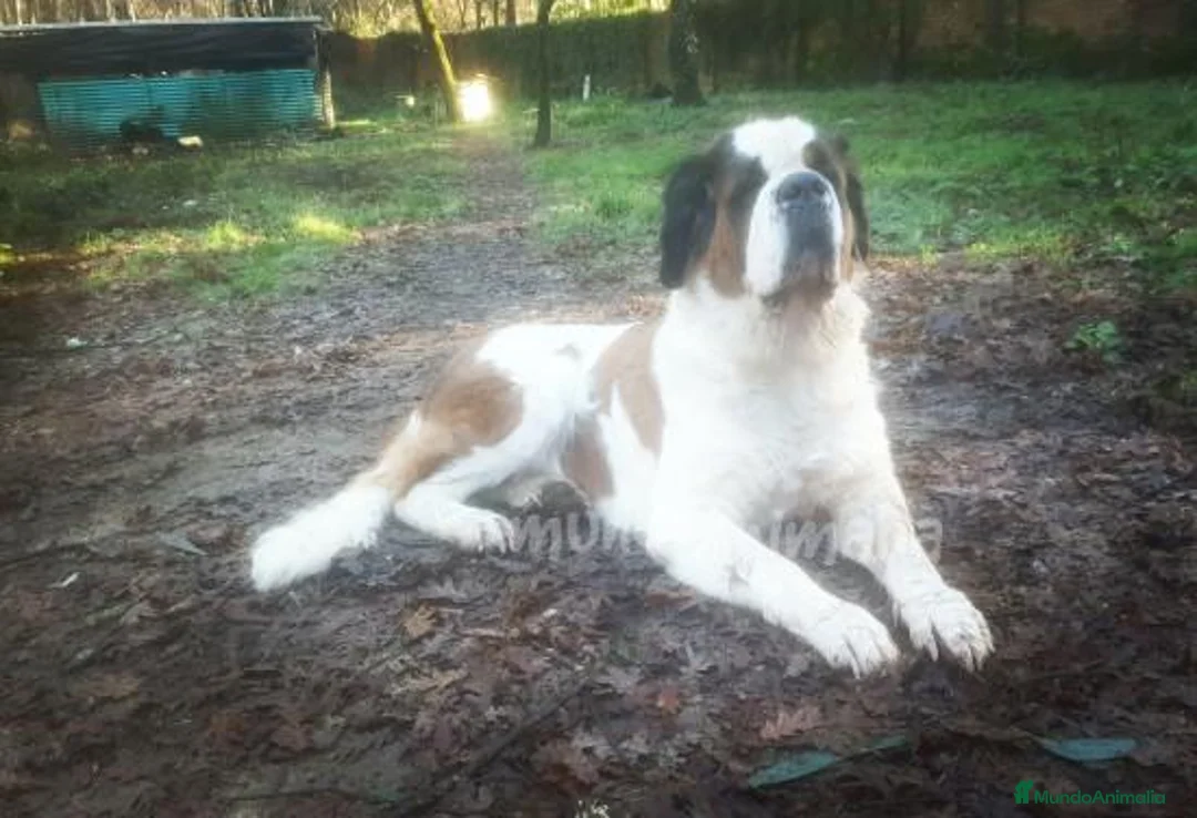 Imagen de galería {{count}}