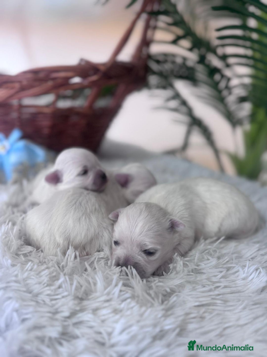 Bichón Maltés perros en venta: BICHON MALTES - Anuncio 5