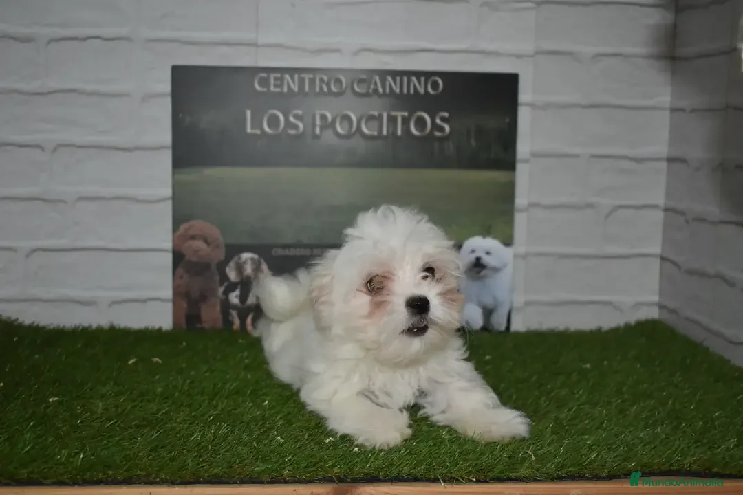 Bichón Maltés perros en venta: Bichón maltes  en Cáceres - Anuncio 2