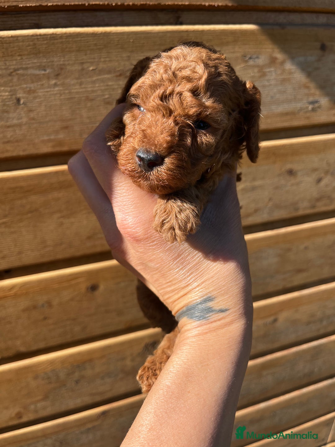 Caniche Toy perros en venta: Caniche micro toy  - Imagen 5