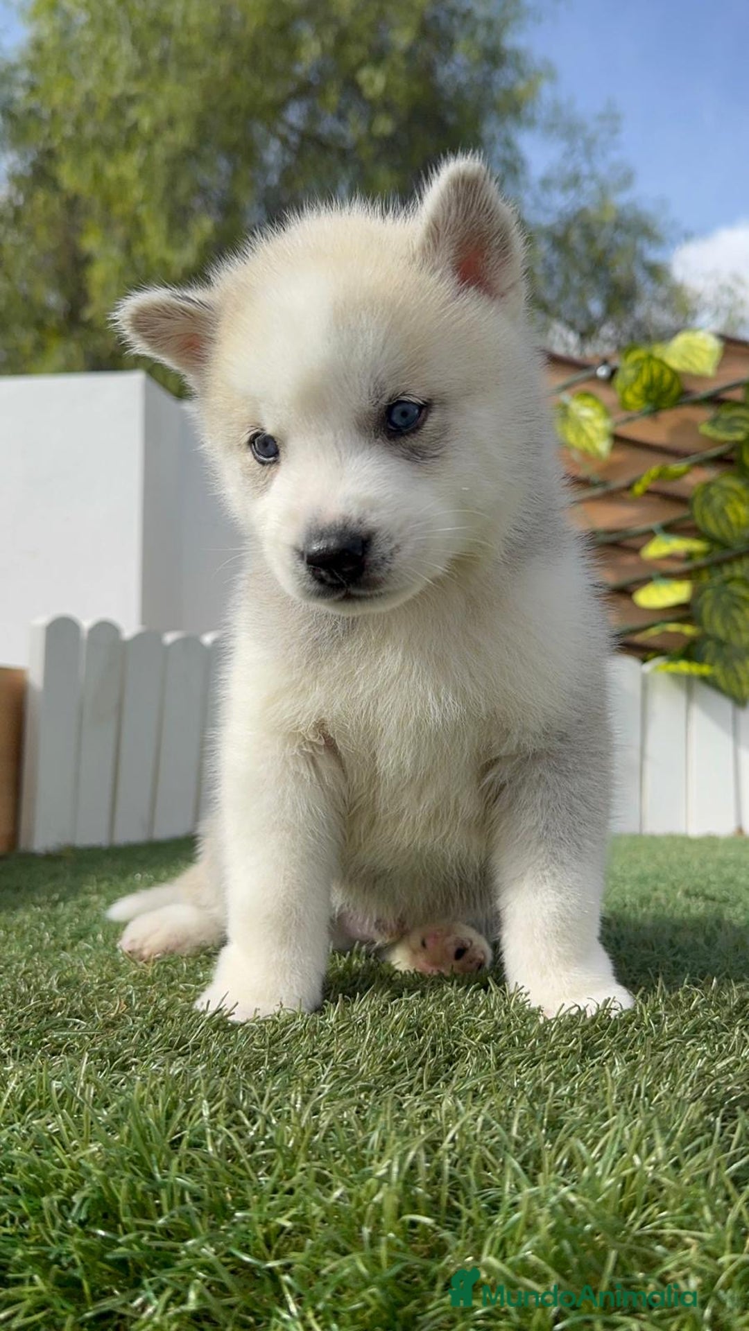 Husky Siberiano perros en venta: HUSKY SIBERIANO - Imagen 2