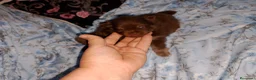 Pomerania perros en venta: Pomerania macho y hembra ( super toy) - Anuncio 4